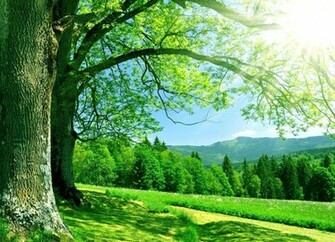Summer Nature Wallpaper