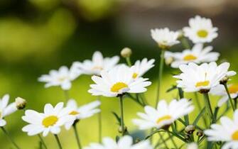 Daisies Wallpaper