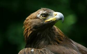 Bird Of Prey Desktop Wallpaper HD Background Jpg