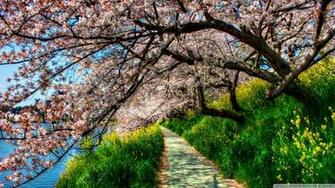 Cherry Blossom Tunnel Wallpaper