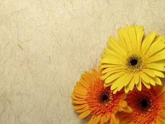 Pictures Gerbera Wallpaper Desktop Glamorous