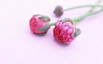 Peonies Wallpaper Flower