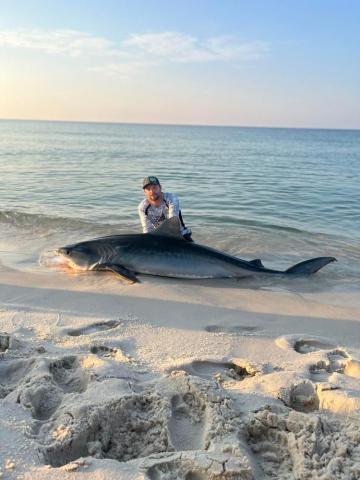 Tiger Shark Caught This Morning In Orange Beach Al R