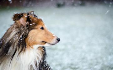 Collie Wallpaper Dog Mammal Canidae Breed Border