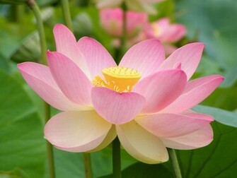 Pink Lotus Flower Wallpaper Splendid HD