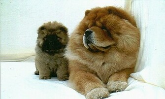 Chow Dogs HD Wallpaper Image Cool