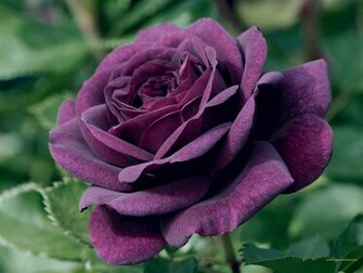 Purple Rose