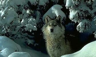 Wolf Wallpaper