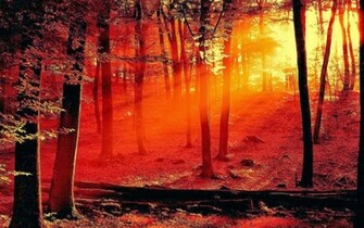 Forest Fire Wallpaper Climate Chaos
