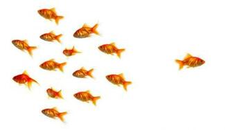 Goldfish Different Wallpaper
