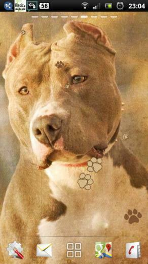 Pitbull Dogs Live Wallpaper For Your Android Phone