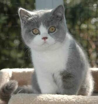 Little British Cat Computer Screen Saver Pc Desktop Wallpaper