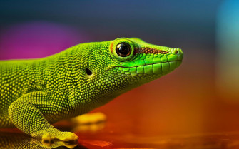 The Best 4k Wallpaper