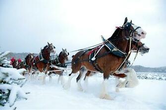 Rep Budweiser Clydesdales Behind The Scenes Repheads
