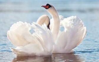Tag Swan Wallpaper Background Photos Imageand Pictures For