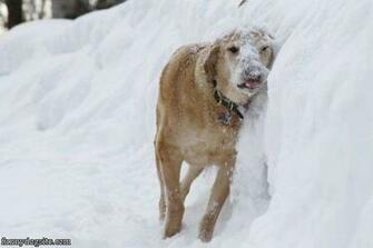 Funnydogsite Pictures Playing Htm
