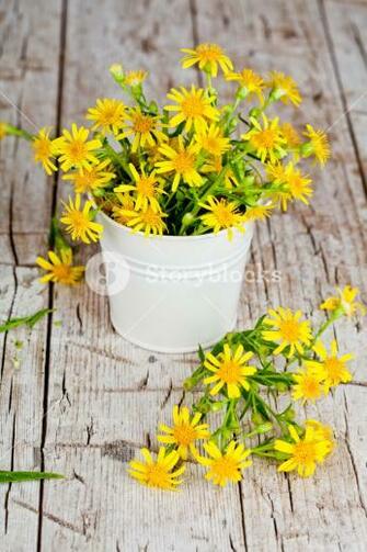 Wild Yellow Flowers In Bucket On Rustic Wooden Background Royalty