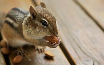Chipmunk Wallpaper X