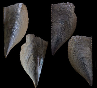 Atrina Shell Variations Wallpaper