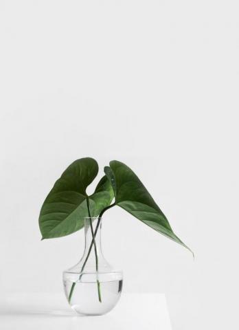 Aesence Plants Plant Aesthetic Photography