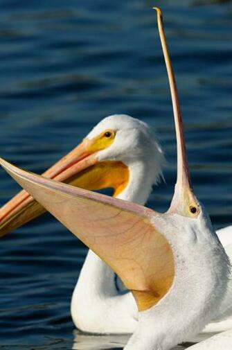 Pelicans Wallpaper Pictures Image Gallery