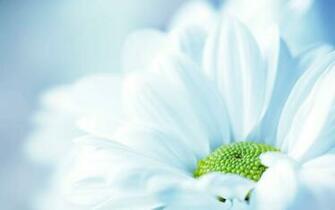 Fresh White Flower Wallpaper