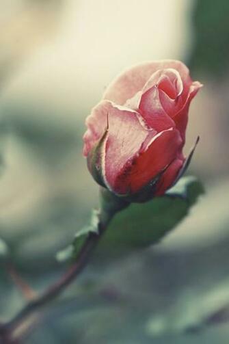 Rose Art iPhone Wallpaper And 4s