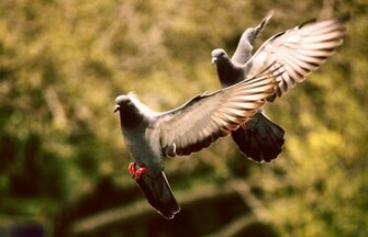 Beautiful Love Birds Wallpaper