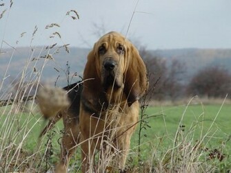 Bloodhound Wallpaper Jpg
