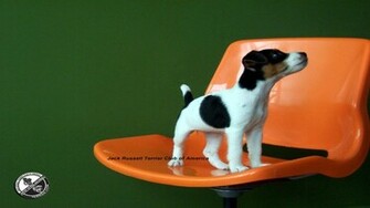 Jack Russell Terrier Wallpaper
