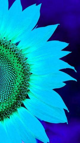 Sunflower Wallpaper Idlewp