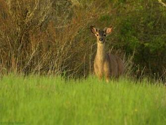 Deer Wallpaper