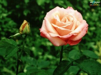 Flowers Wallpaper Desktop Themes And Screensavers Birds