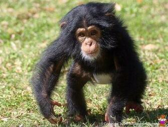 Chimpanzee Wallpaper