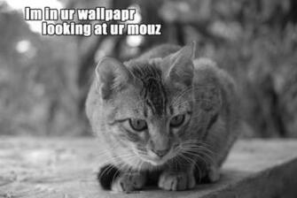 Cats Quotes Grayscale Monochrome Wallpaper Animals