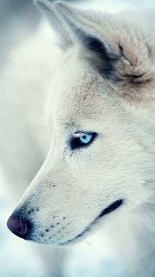 Wolf iPhone Wallpaper