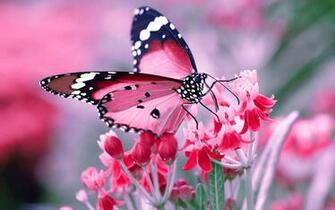 Butterfly Desktop Wallpaper