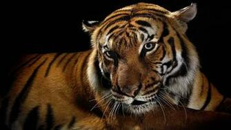 Tiger Super Photo Shoot Bg Black Animal Lovers Wallpaper