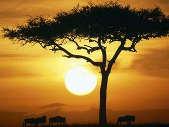 Acacia Tree Thorns Wallpaper