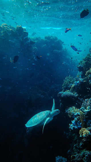 Sea Turtle iPhone Wallpaper