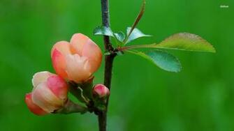 Apple Blossom Wallpaper