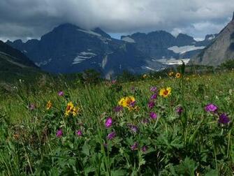 Mountain Wildflowers Wallpaper Tags