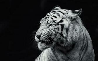 White Tiger Wallpaper Image Photos Pictures Background