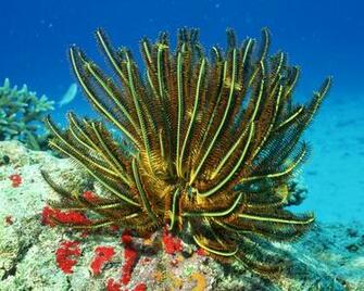 Coral Definition Wallpaper Widescreen Lcd Desktop