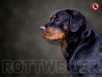 Wallpaper Rottweiler