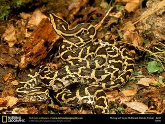 Burmese Pythons Picture Desktop Wallpaper