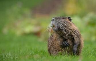 Wallpaper Nature Background Nutria Image For Desktop Section