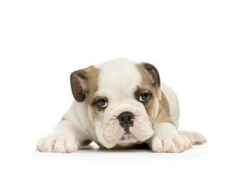 Bulldog Puppy On White Background Wallpaper And Image