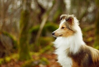 Shetland Sheepdog Wallpaper Android Apps Auf Google Play