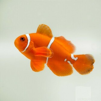 Clown Fish Swimming Around